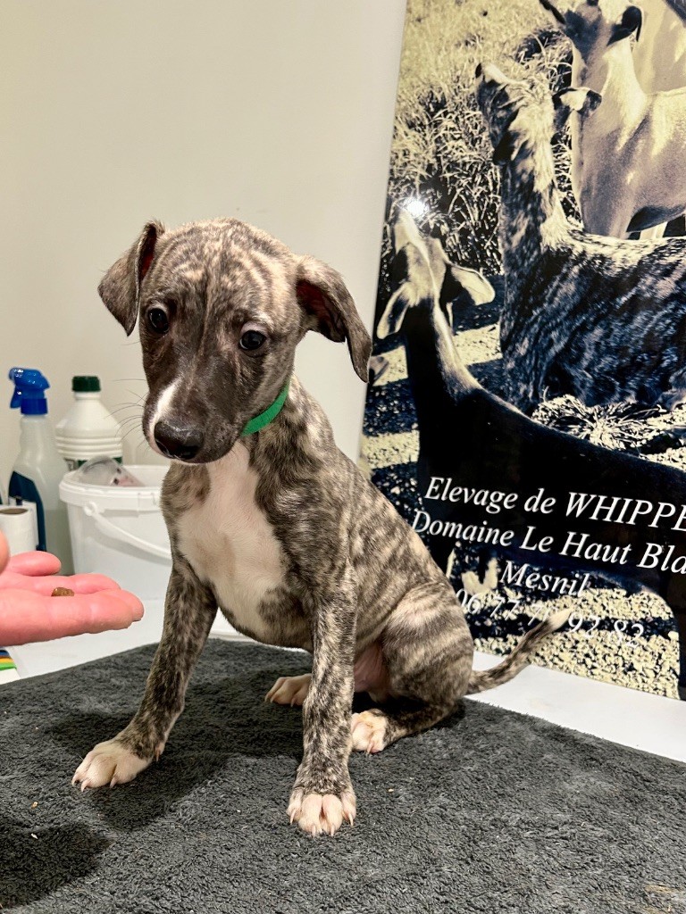 Du Domaine Le Haut Blanc Mesnil - Chiot disponible  - Whippet