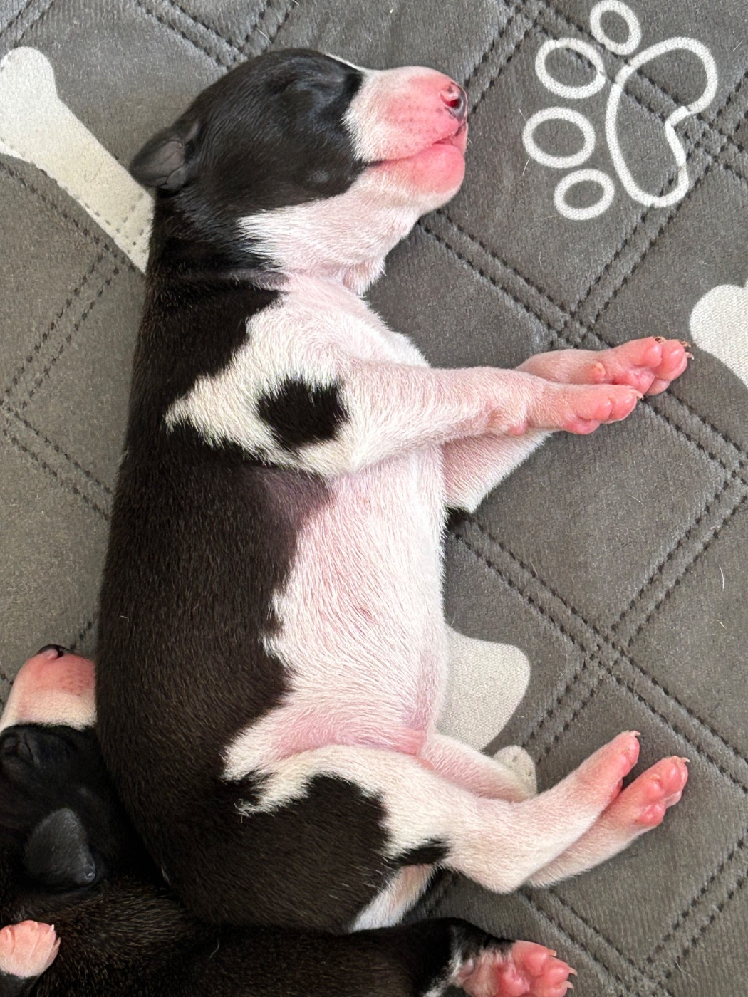 Du Domaine Le Haut Blanc Mesnil - Chiots disponibles - Whippet