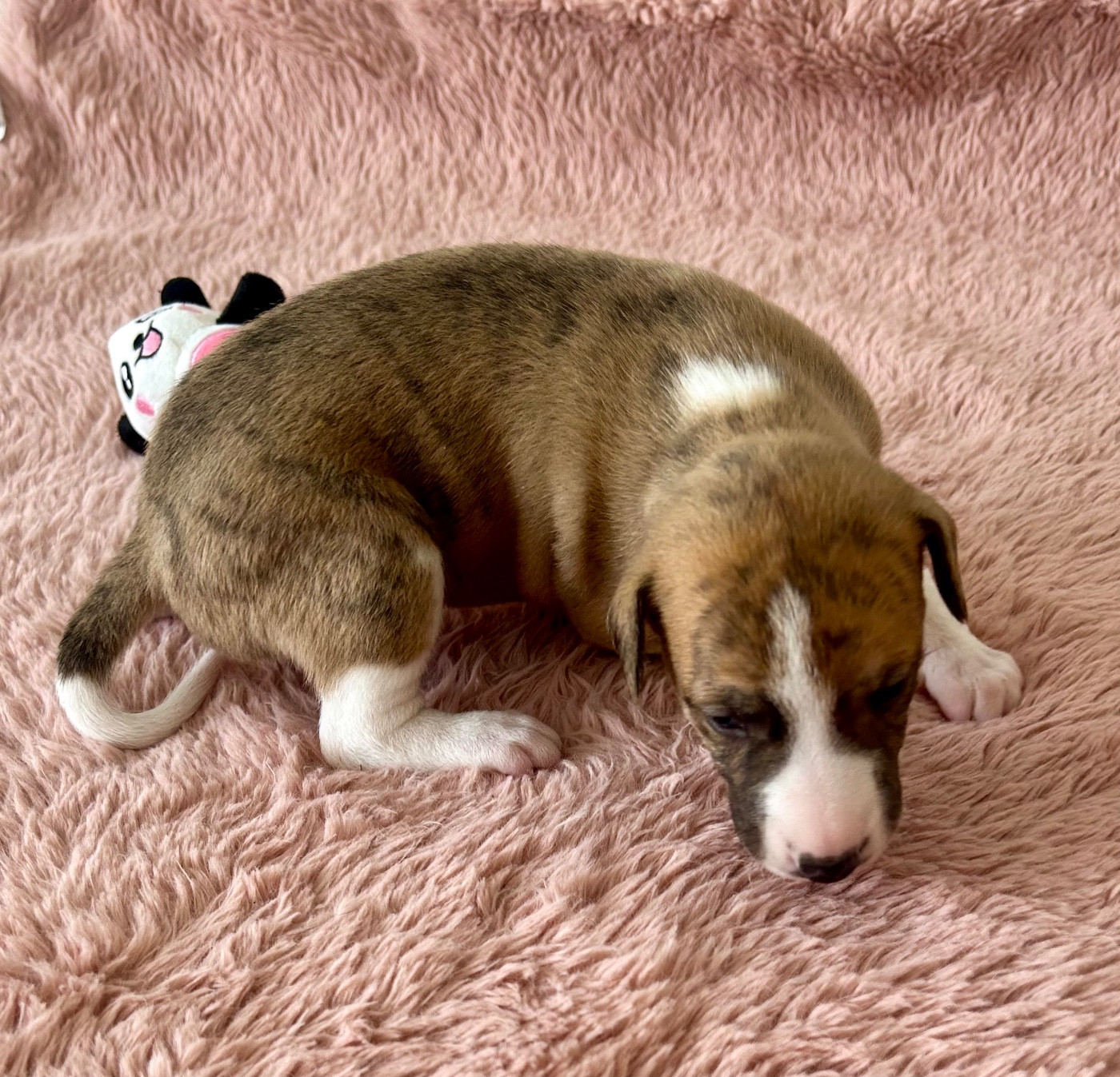 Du Domaine Le Haut Blanc Mesnil - Chiots disponibles - Whippet