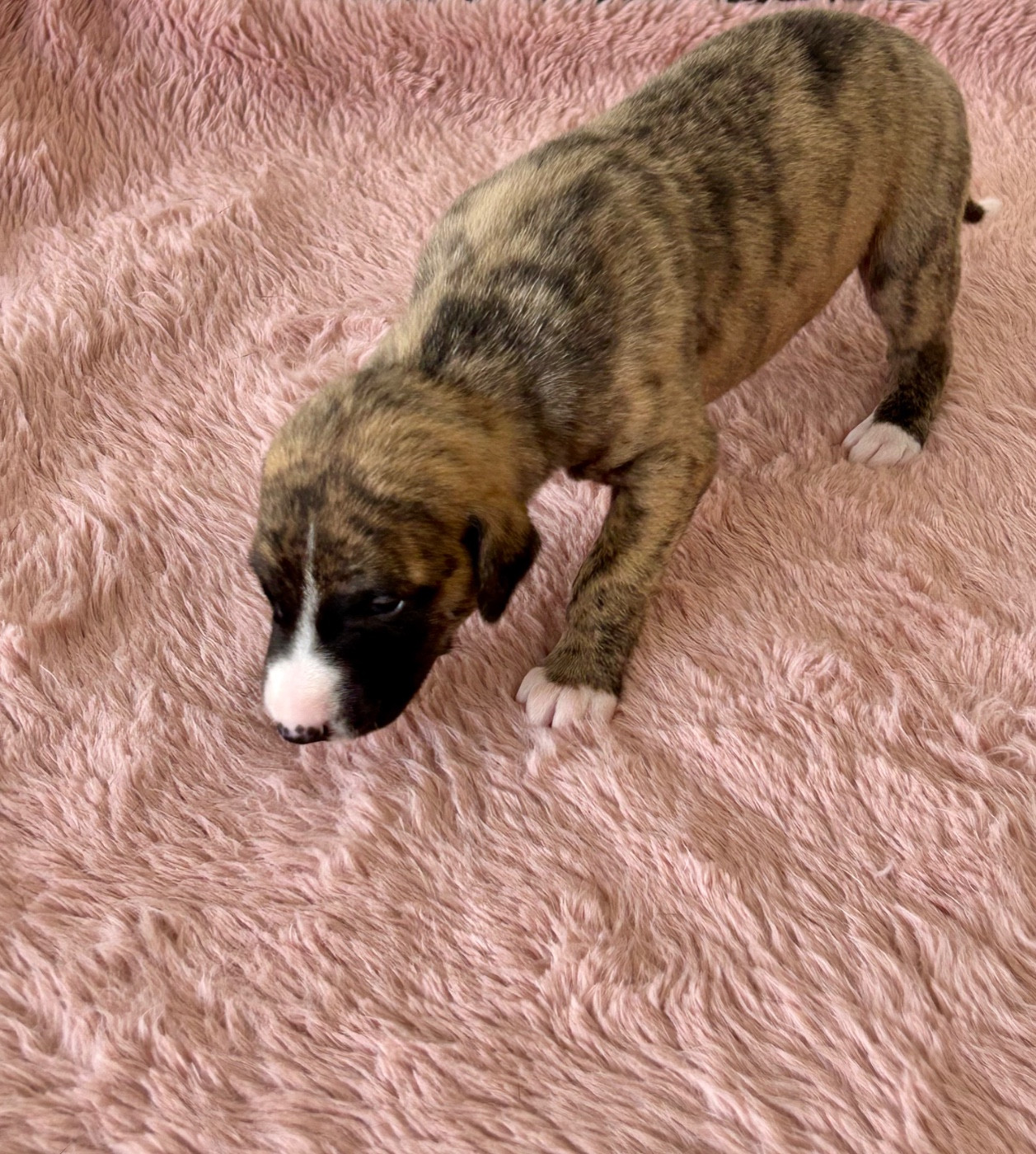 Du Domaine Le Haut Blanc Mesnil - Chiots disponibles - Whippet