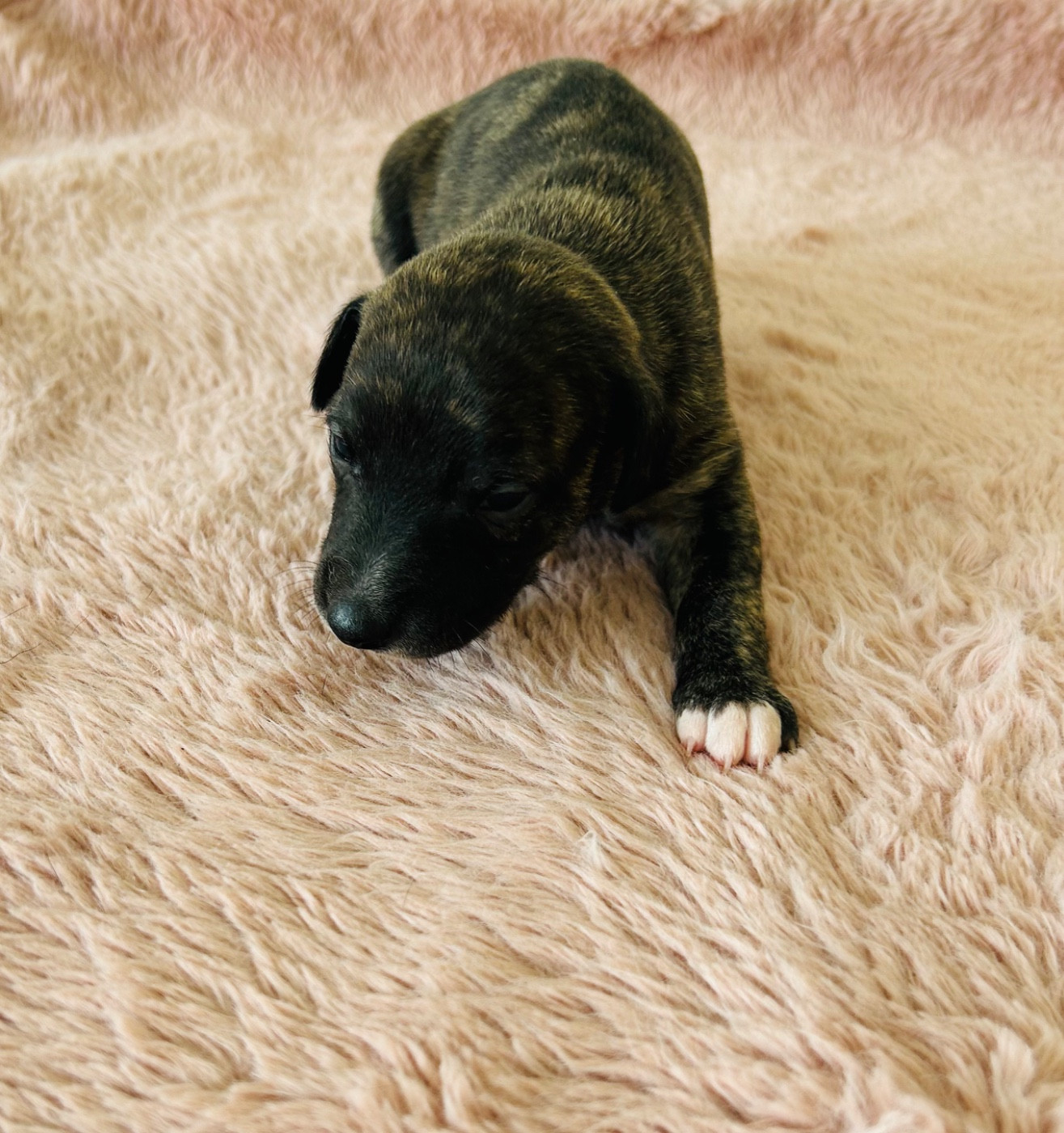 Du Domaine Le Haut Blanc Mesnil - Chiots disponibles - Whippet
