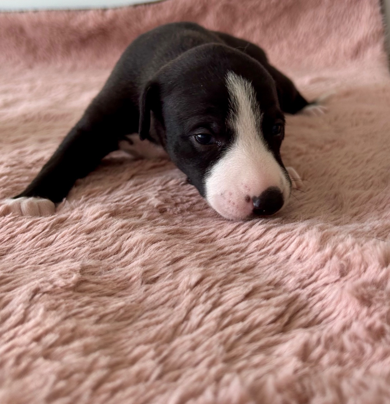 Du Domaine Le Haut Blanc Mesnil - Chiots disponibles - Whippet