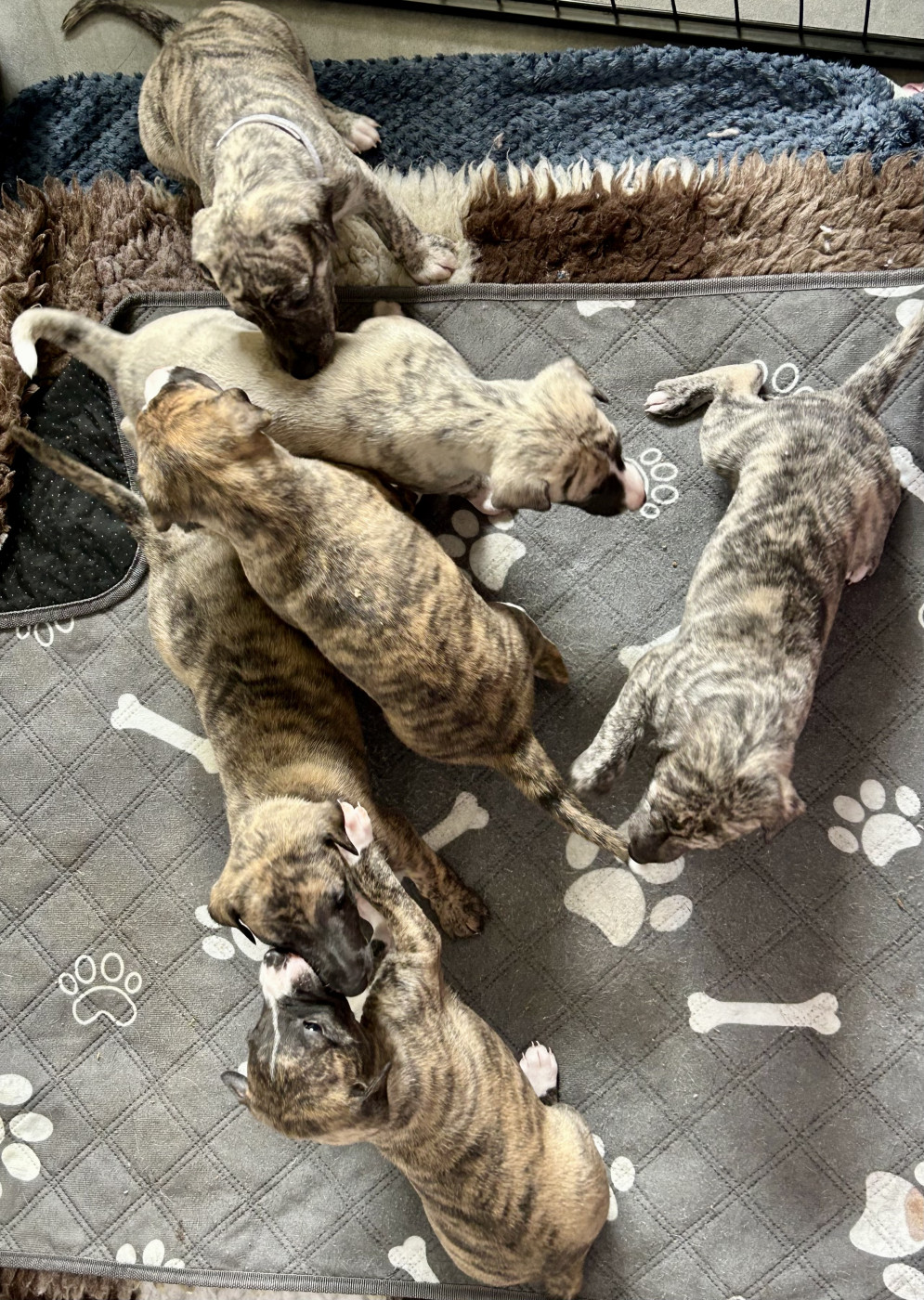 Chiot Whippet Du Domaine Le Haut Blanc Mesnil