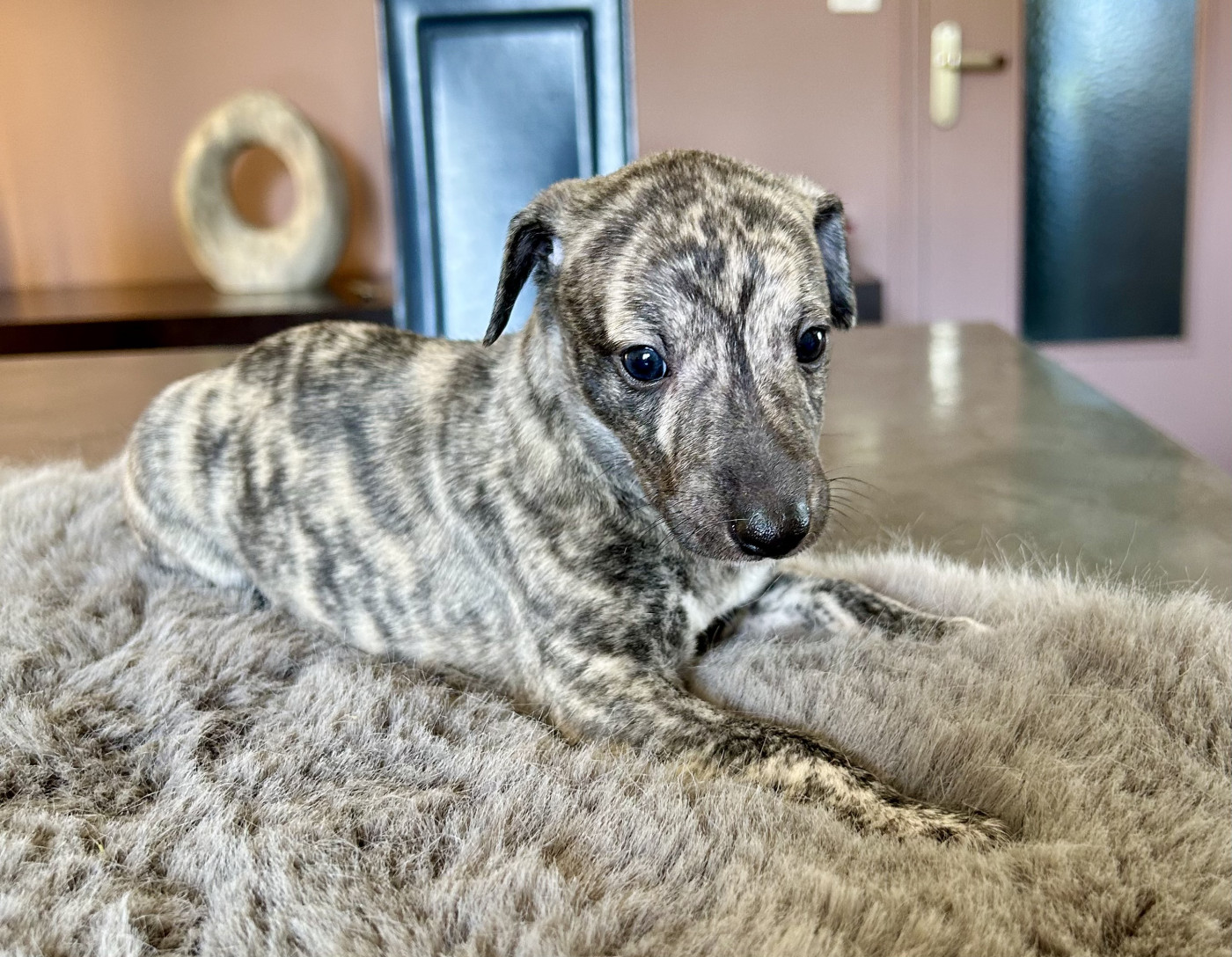 Du Domaine Le Haut Blanc Mesnil - Chiots disponibles - Whippet