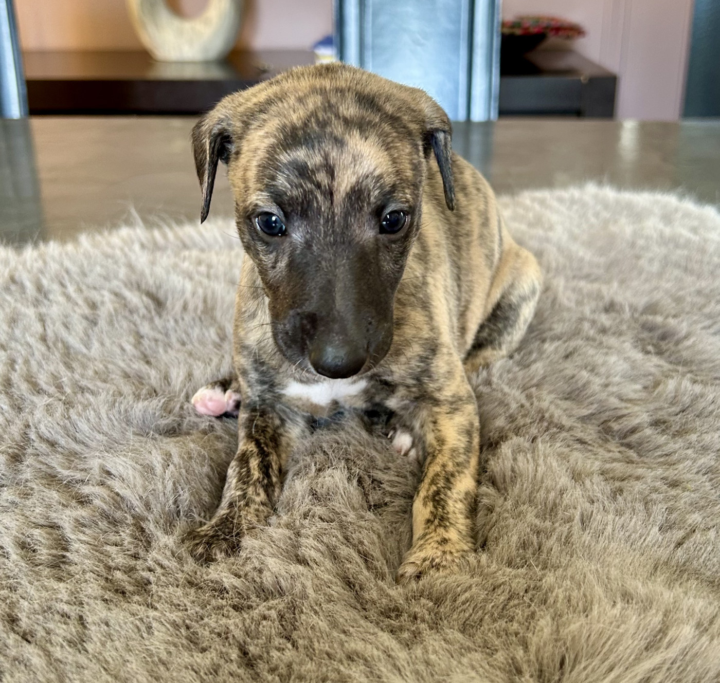 Du Domaine Le Haut Blanc Mesnil - Chiots disponibles - Whippet