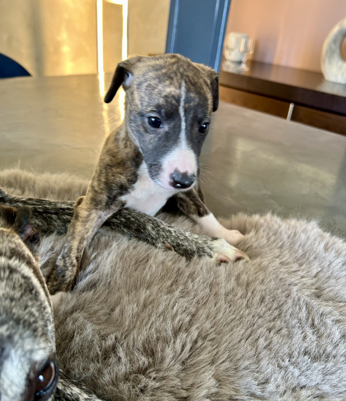 Du Domaine Le Haut Blanc Mesnil - Chiots disponibles - Whippet