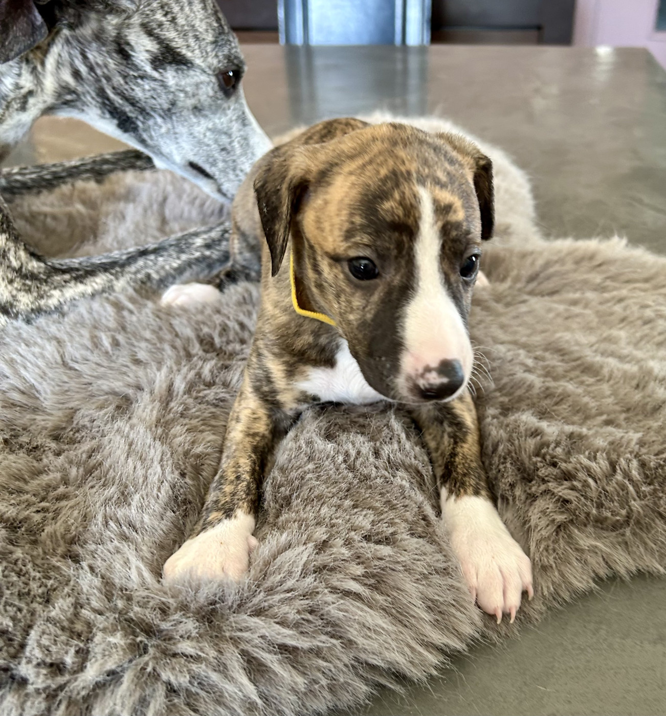 Du Domaine Le Haut Blanc Mesnil - Chiots disponibles - Whippet