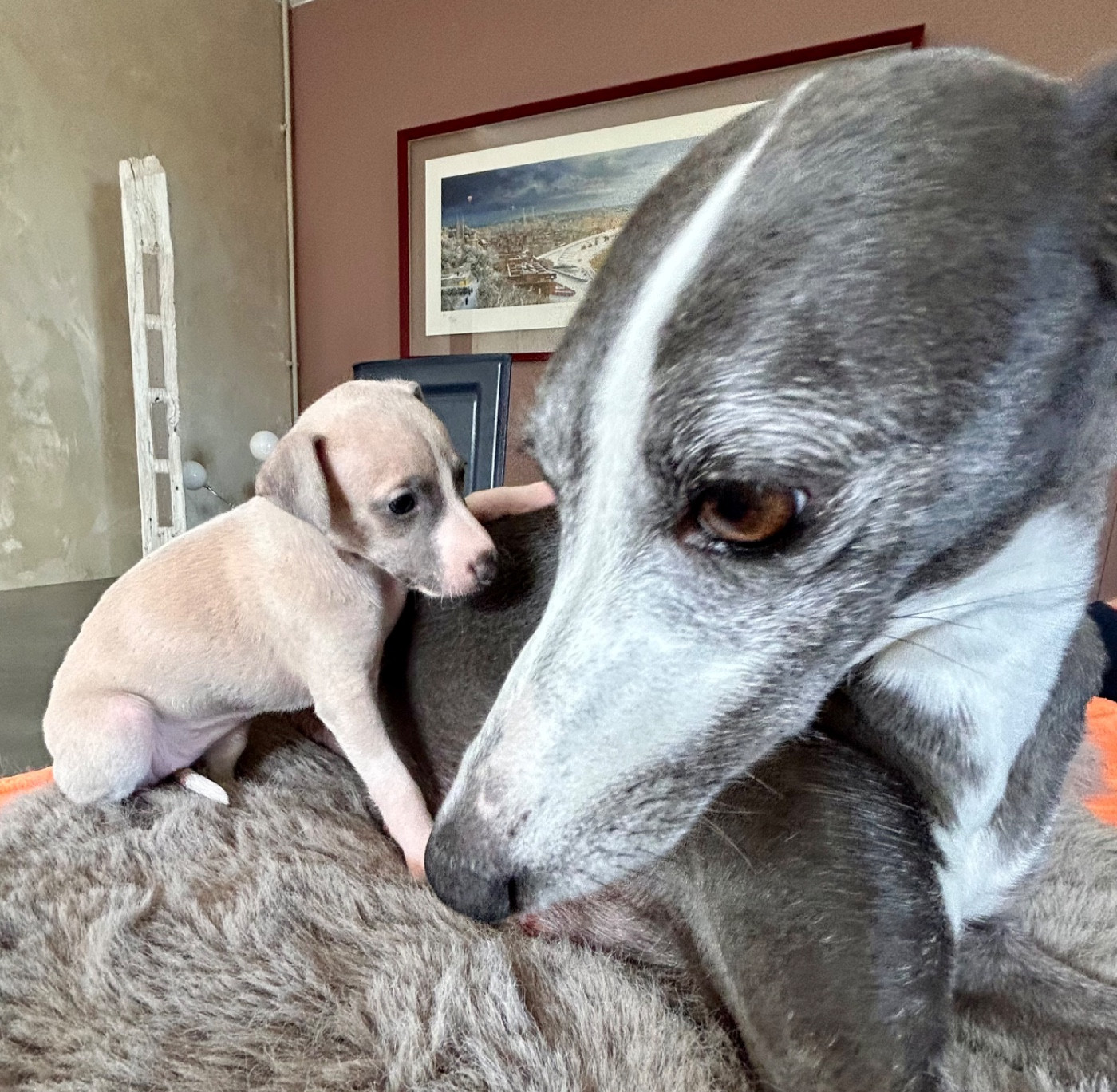 Du Domaine Le Haut Blanc Mesnil - Chiots disponibles - Whippet