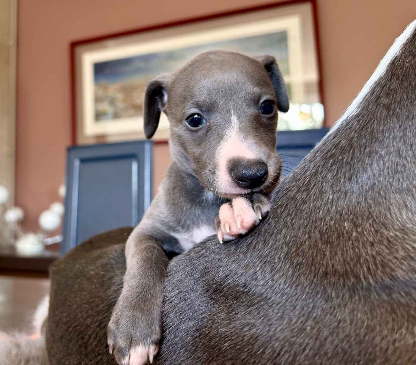 Du Domaine Le Haut Blanc Mesnil - Chiots disponibles - Whippet