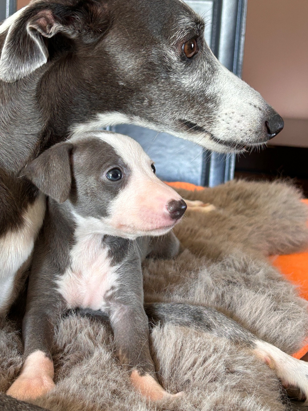 Du Domaine Le Haut Blanc Mesnil - Chiots disponibles - Whippet