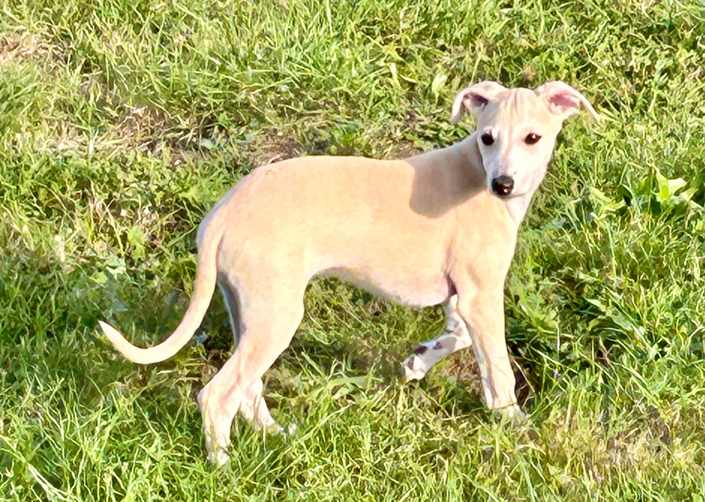 Du Domaine Le Haut Blanc Mesnil - Chiots disponibles - Whippet