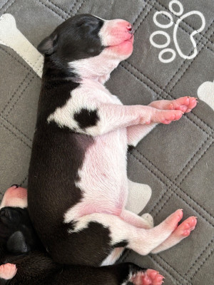 Chiot N°1